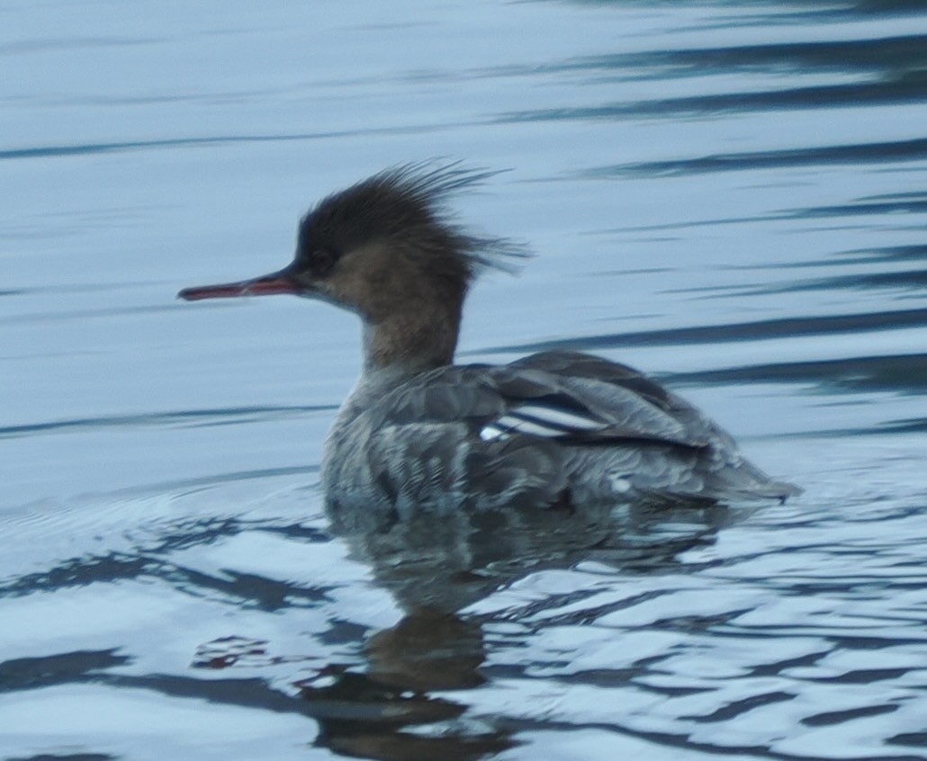 紅胸秋沙 - ML633549086