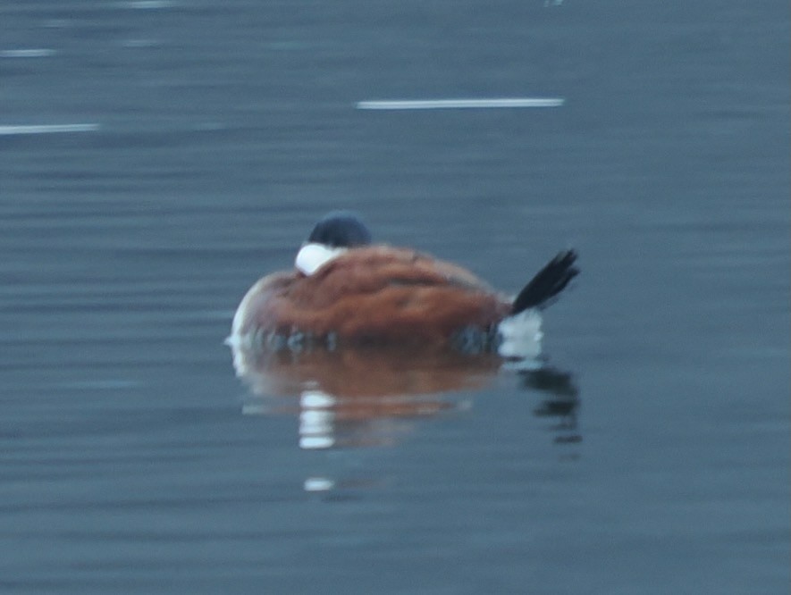 Ruddy Duck - ML633549097