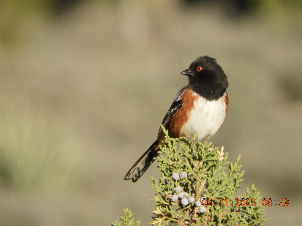 Spotted Towhee - ML633549099