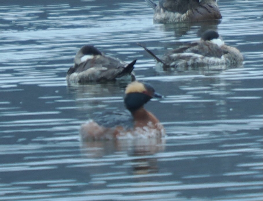 角鸊鷉 - ML633549100