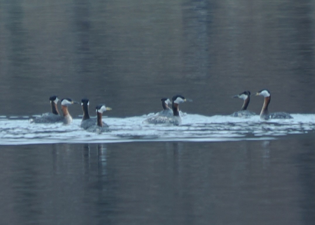 赤頸鸊鷉 - ML633549102