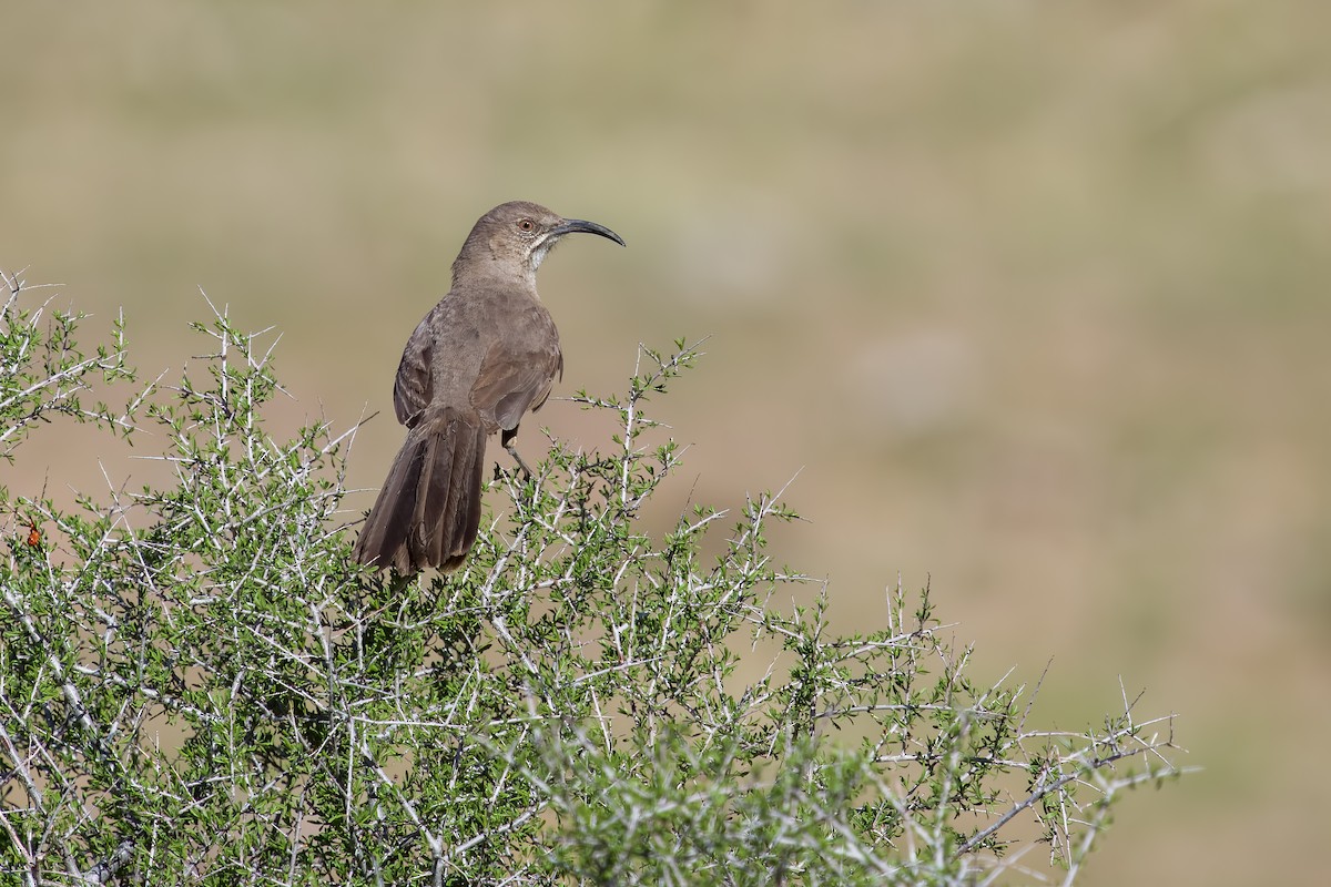 Crissal Thrasher - ML633549107