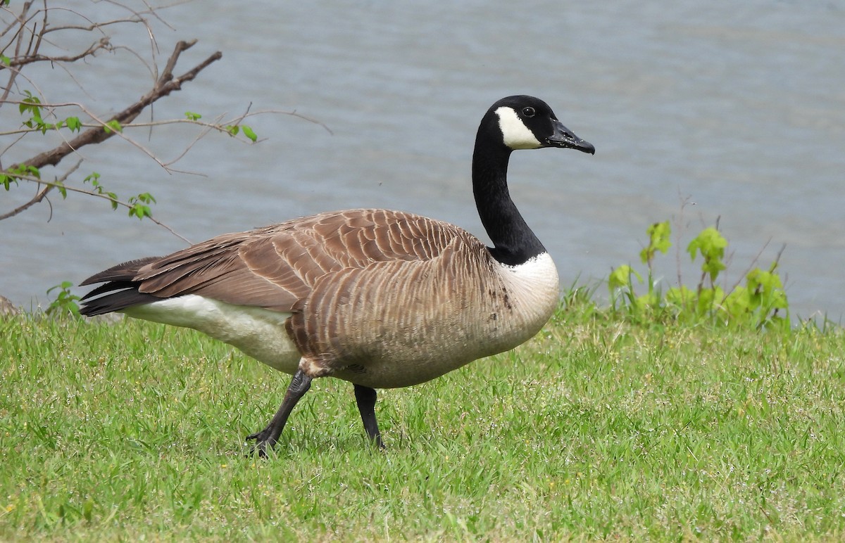 Canada Goose - ML633549126