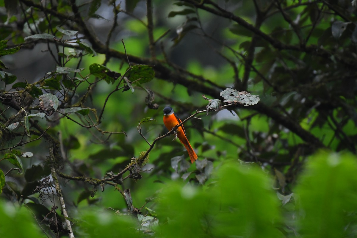 Gray-chinned Minivet - ML633549134