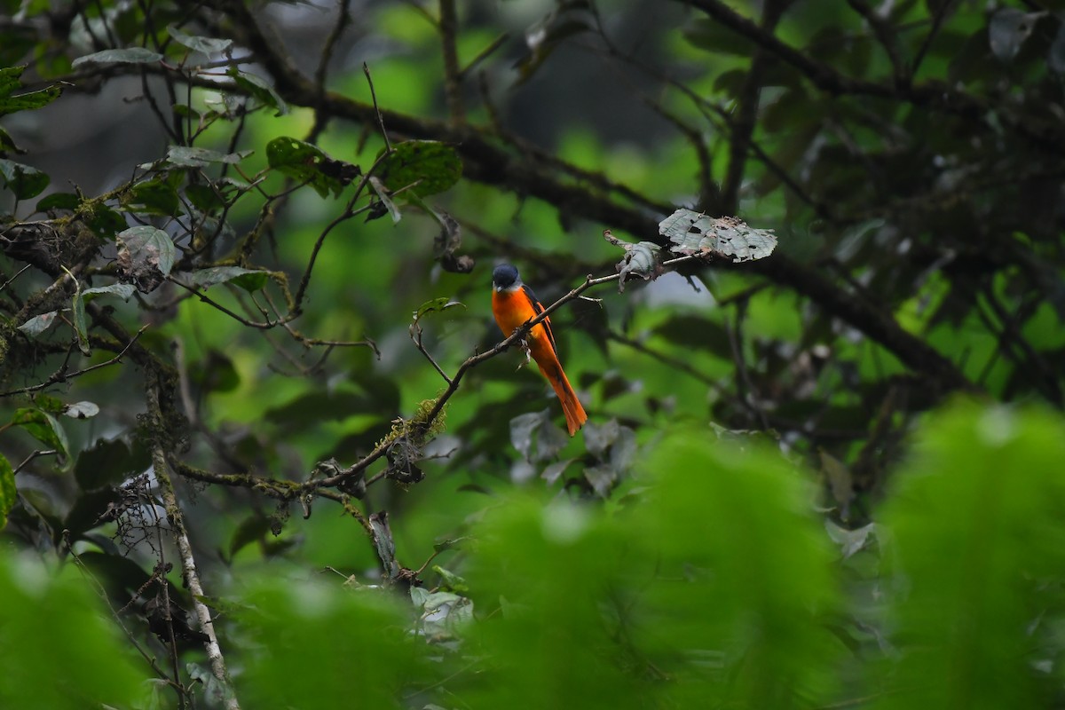 Gray-chinned Minivet - ML633549135