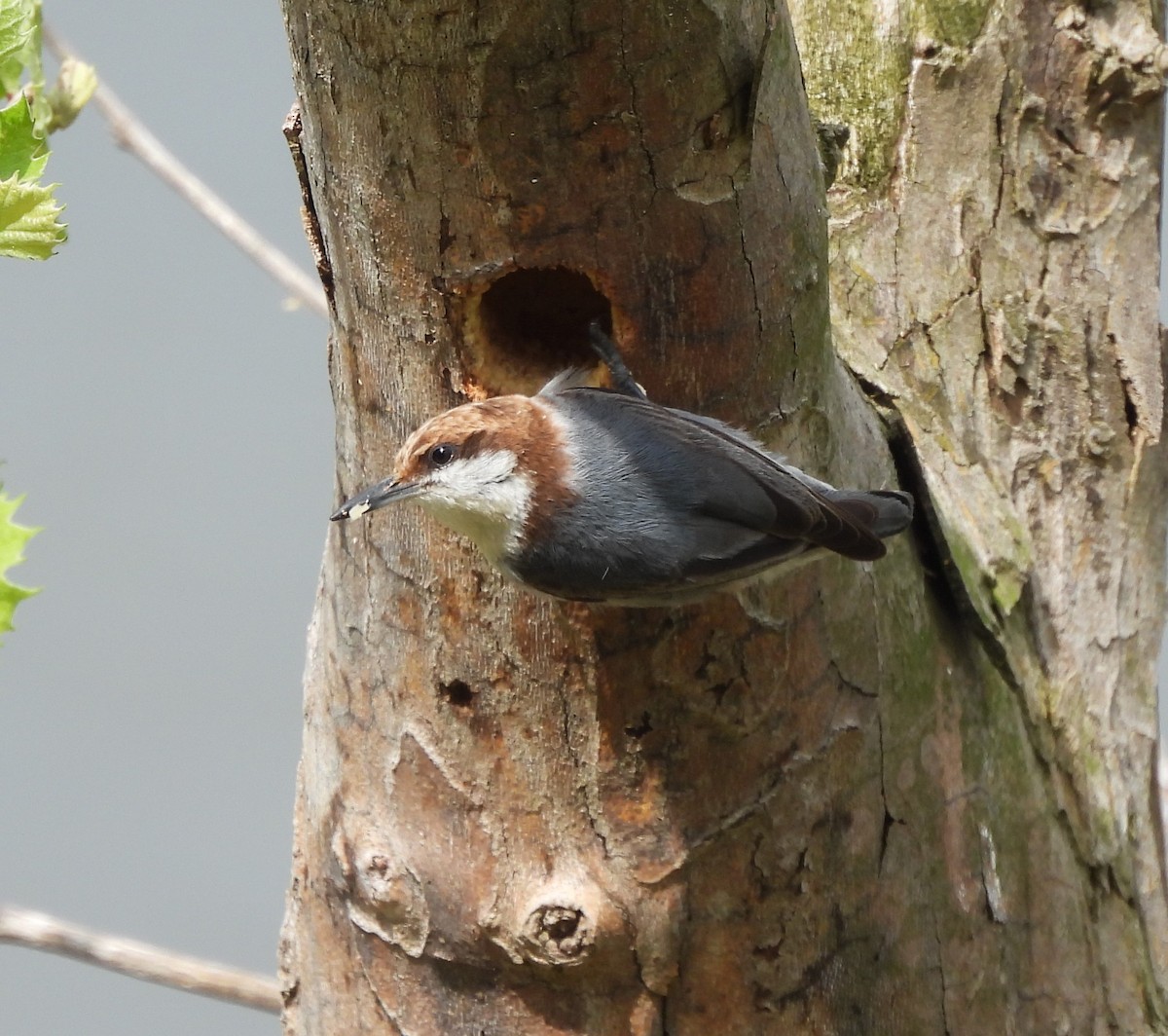 Brown-headed Nuthatch - ML633549145