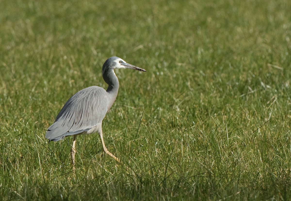 volavka bělolící - ML63354931