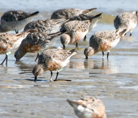 Red Knot - Jenn Clementoni
