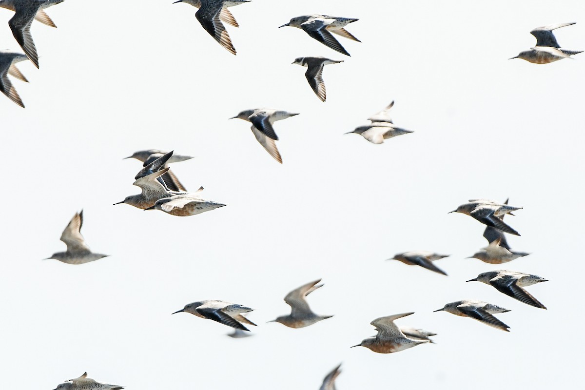 Red Knot - Jenn Clementoni