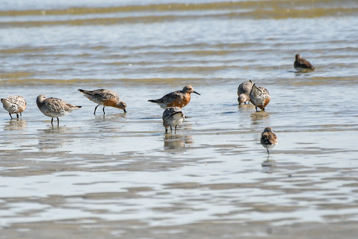 Red Knot - Jenn Clementoni
