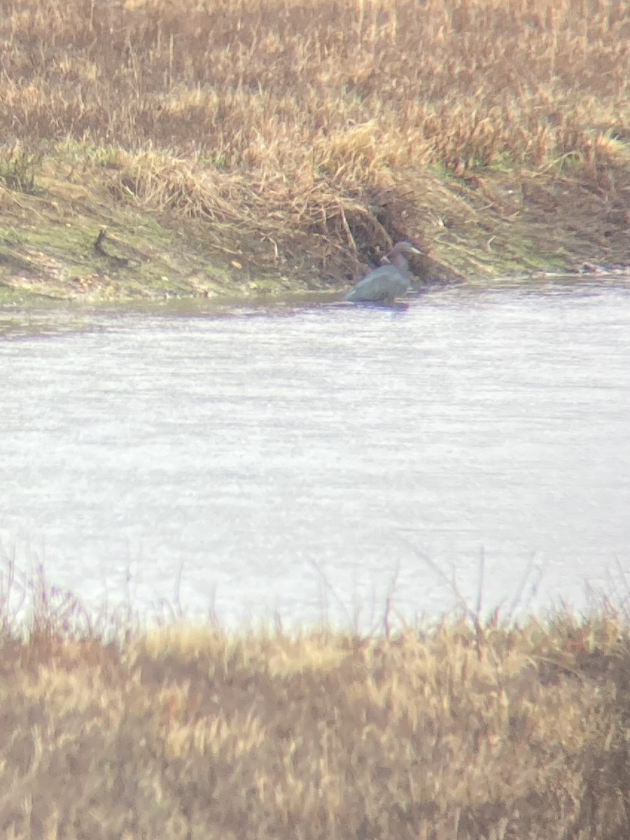 Little Blue Heron - ML633549366