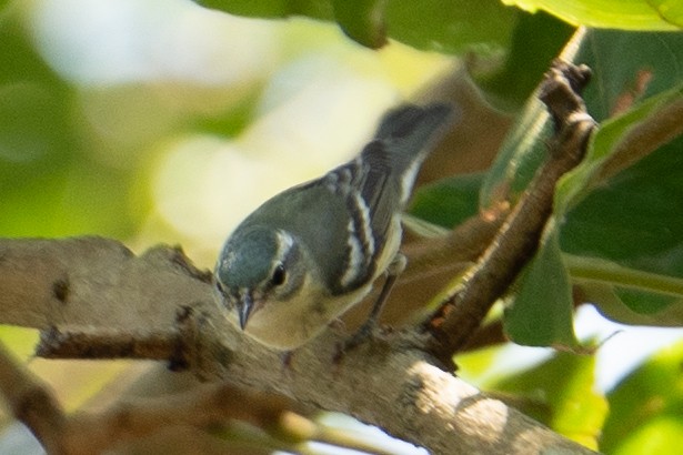 Cerulean Warbler - ML633549399