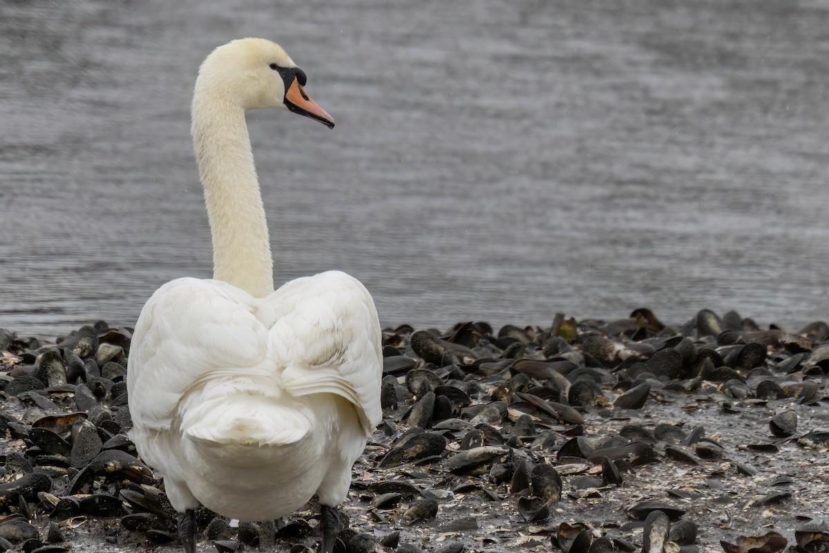 Mute Swan - ML633549540