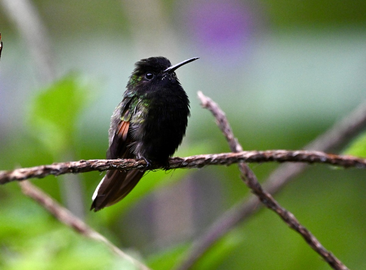 Black-bellied Hummingbird - ML633549791