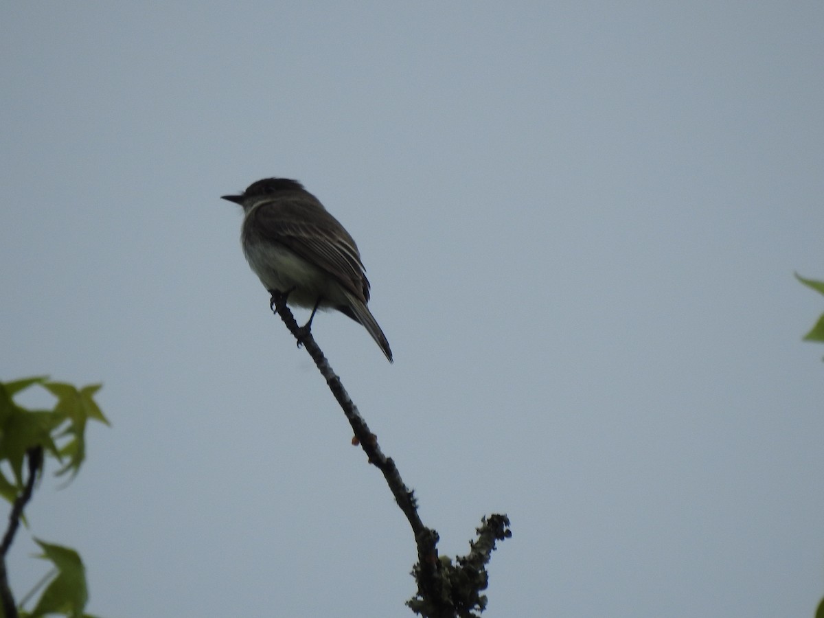Eastern Phoebe - ML633549896