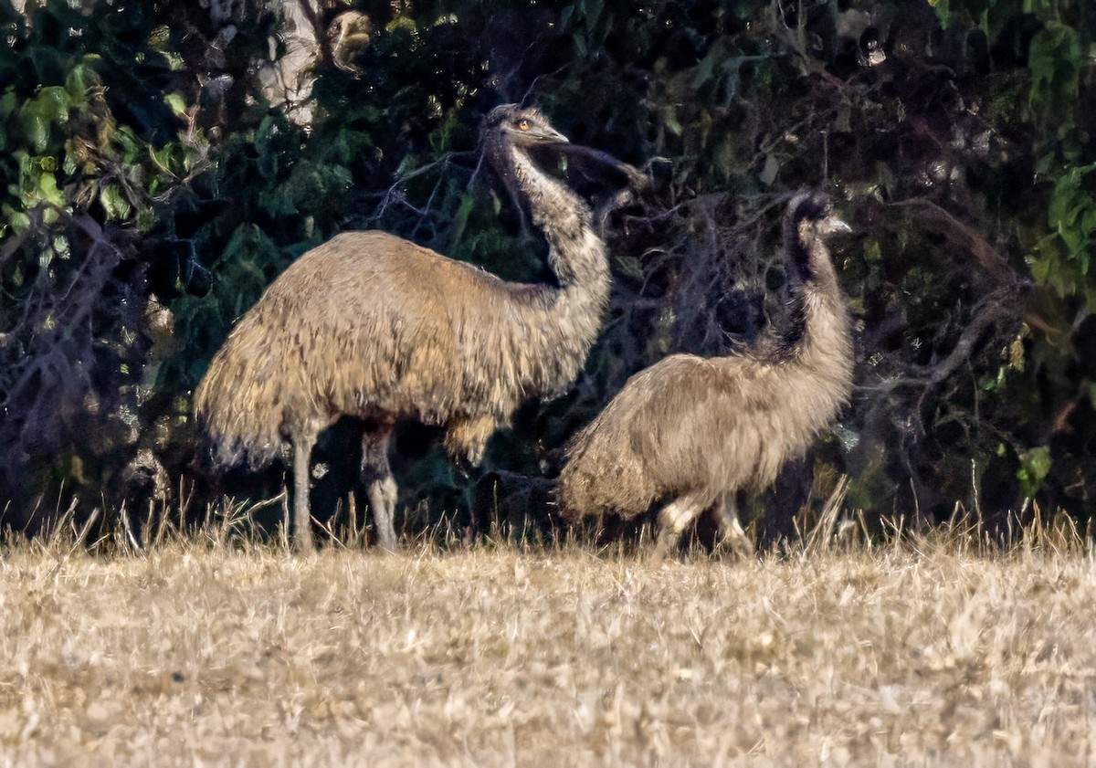 Emu - ML633550150