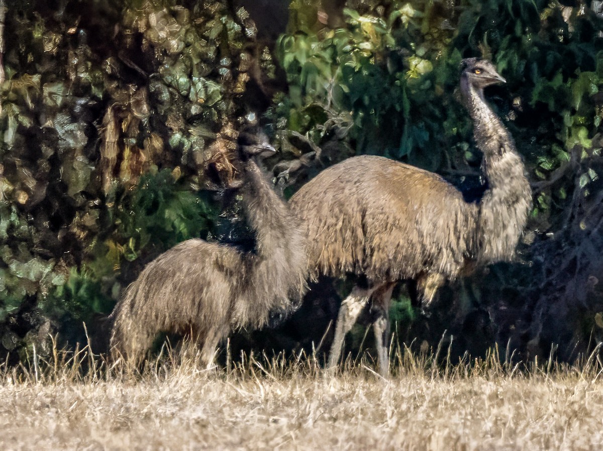 Emu - ML633550151