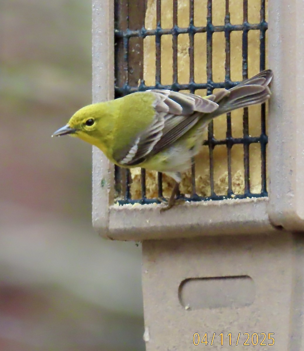 Pine Warbler - ML633550390
