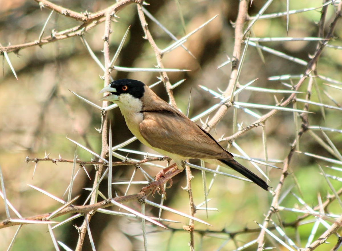 Black-capped Social-Weaver - ML633550440