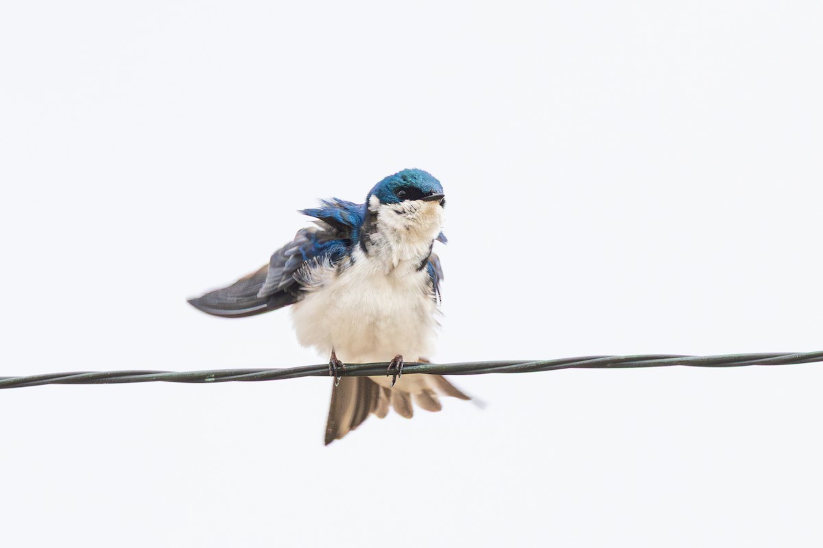 Tree Swallow - ML633550654