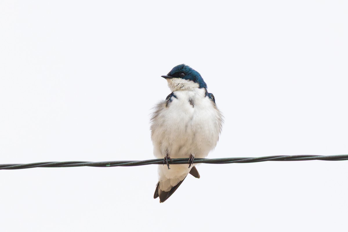 Tree Swallow - ML633550655