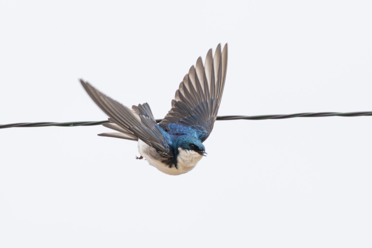 Tree Swallow - ML633550656