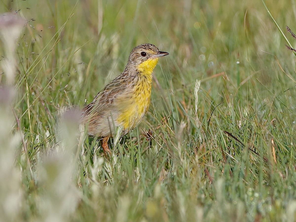 Yellow-breasted Pipit - Hemimacronyx chloris - Birds of the World