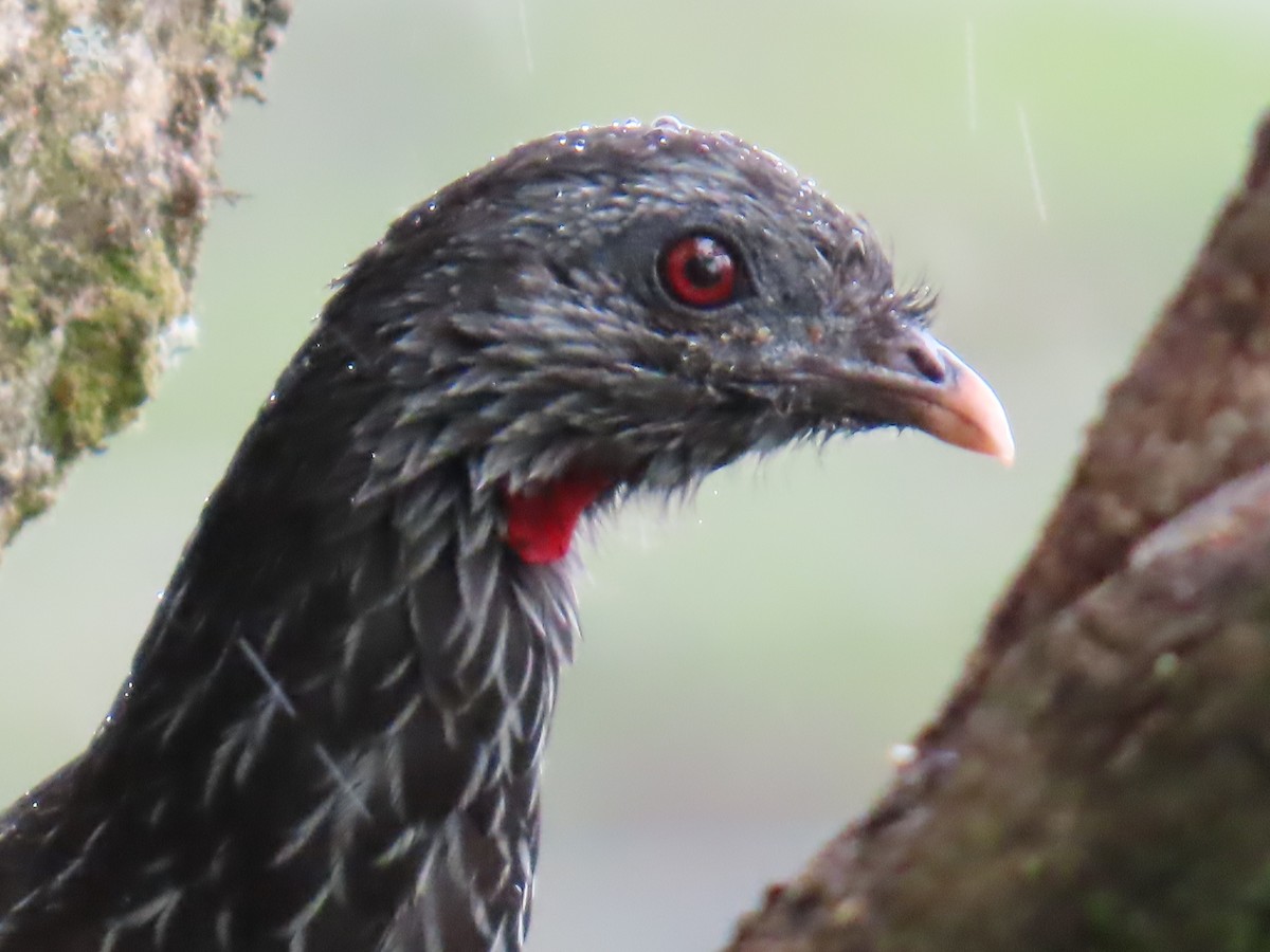 Andean Guan - Robin Duska