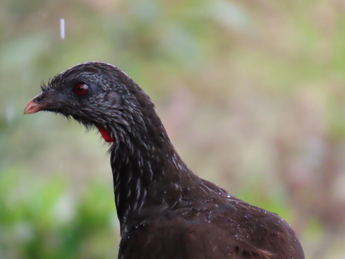 Andean Guan - Robin Duska