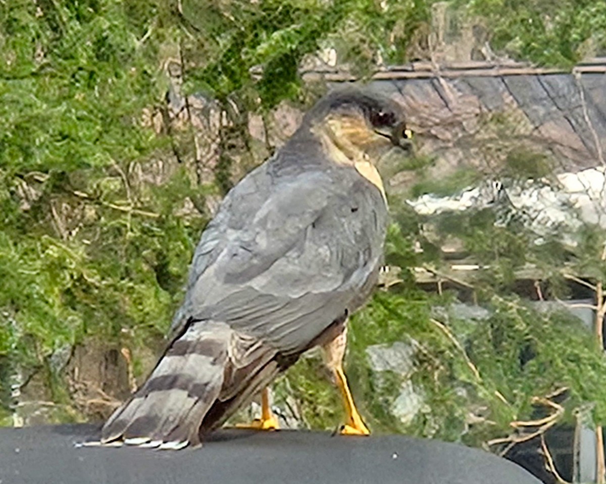 Sharp-shinned Hawk - ML633550911