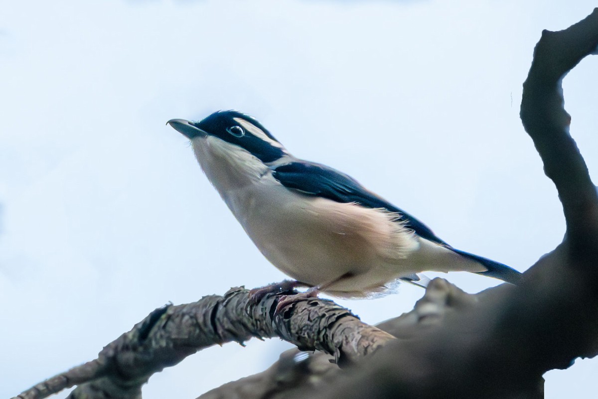 White-browed Shrike-Babbler - ML633551026