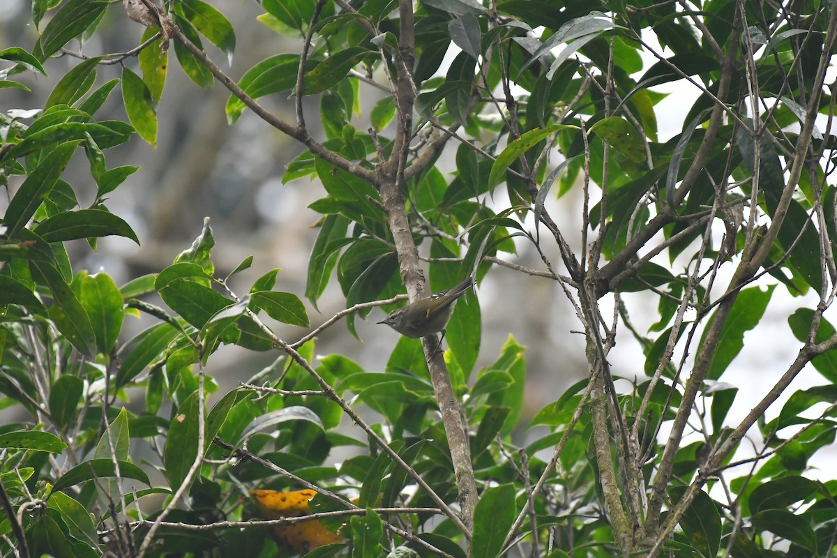 Buff-barred Warbler - ML633551033
