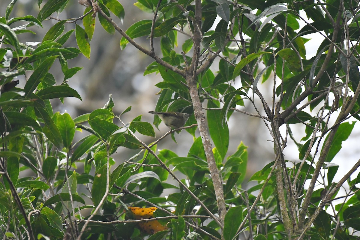 Buff-barred Warbler - ML633551034
