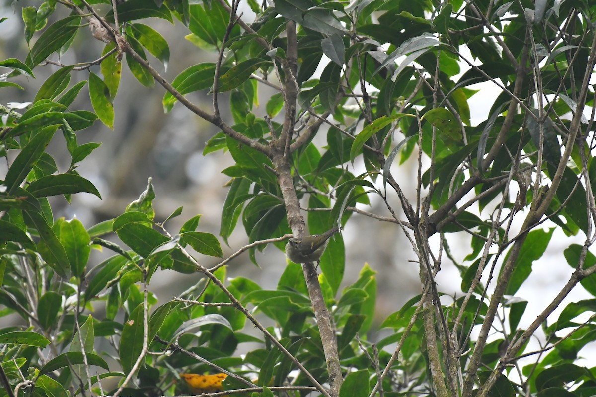Buff-barred Warbler - ML633551035