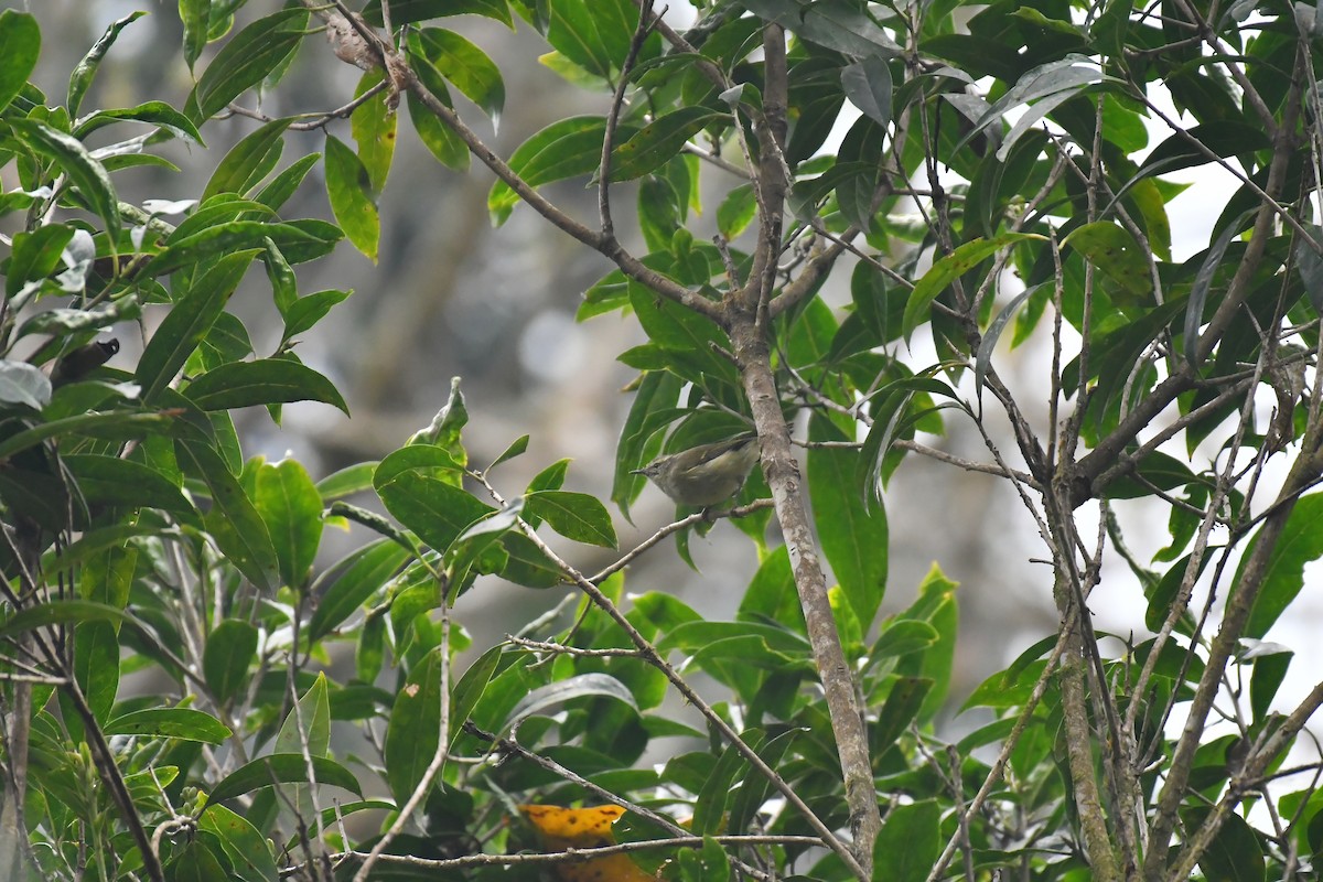Buff-barred Warbler - ML633551037