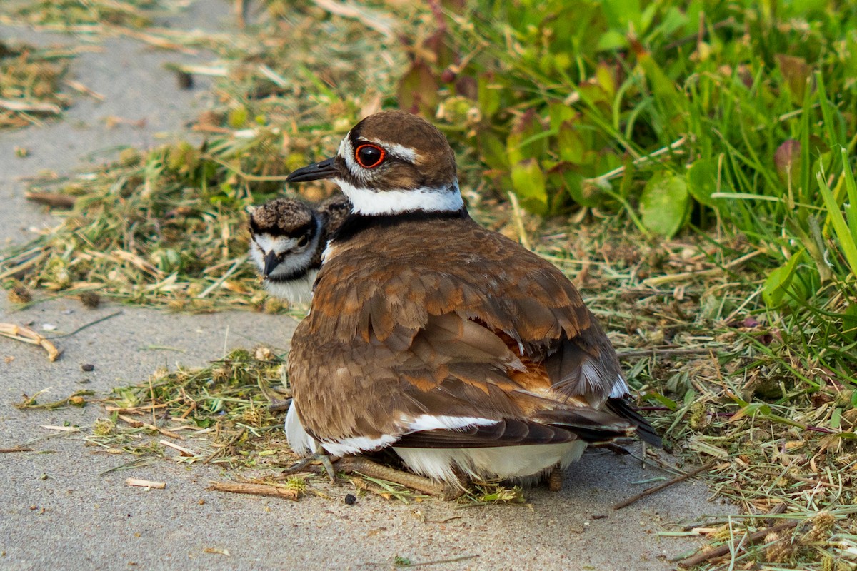 Killdeer - ML633551101