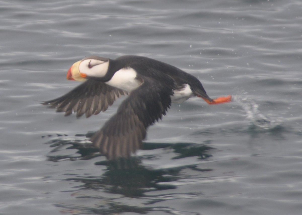 Horned Puffin - ML633551173