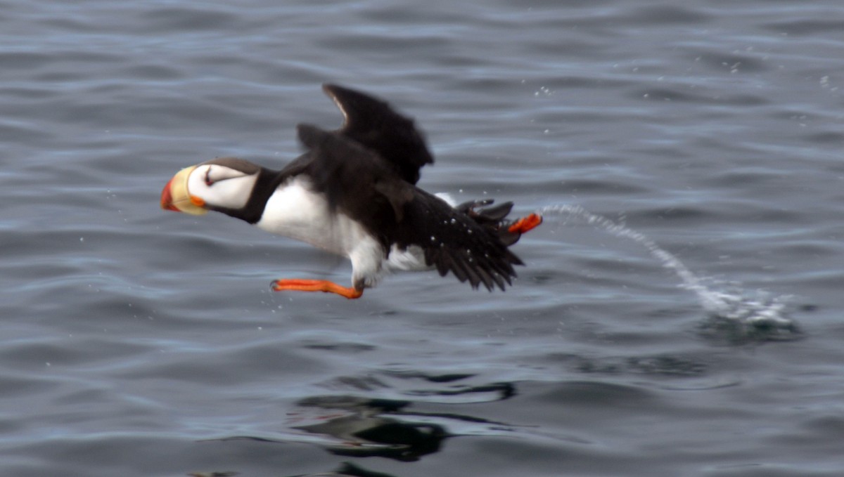 Horned Puffin - ML633551174