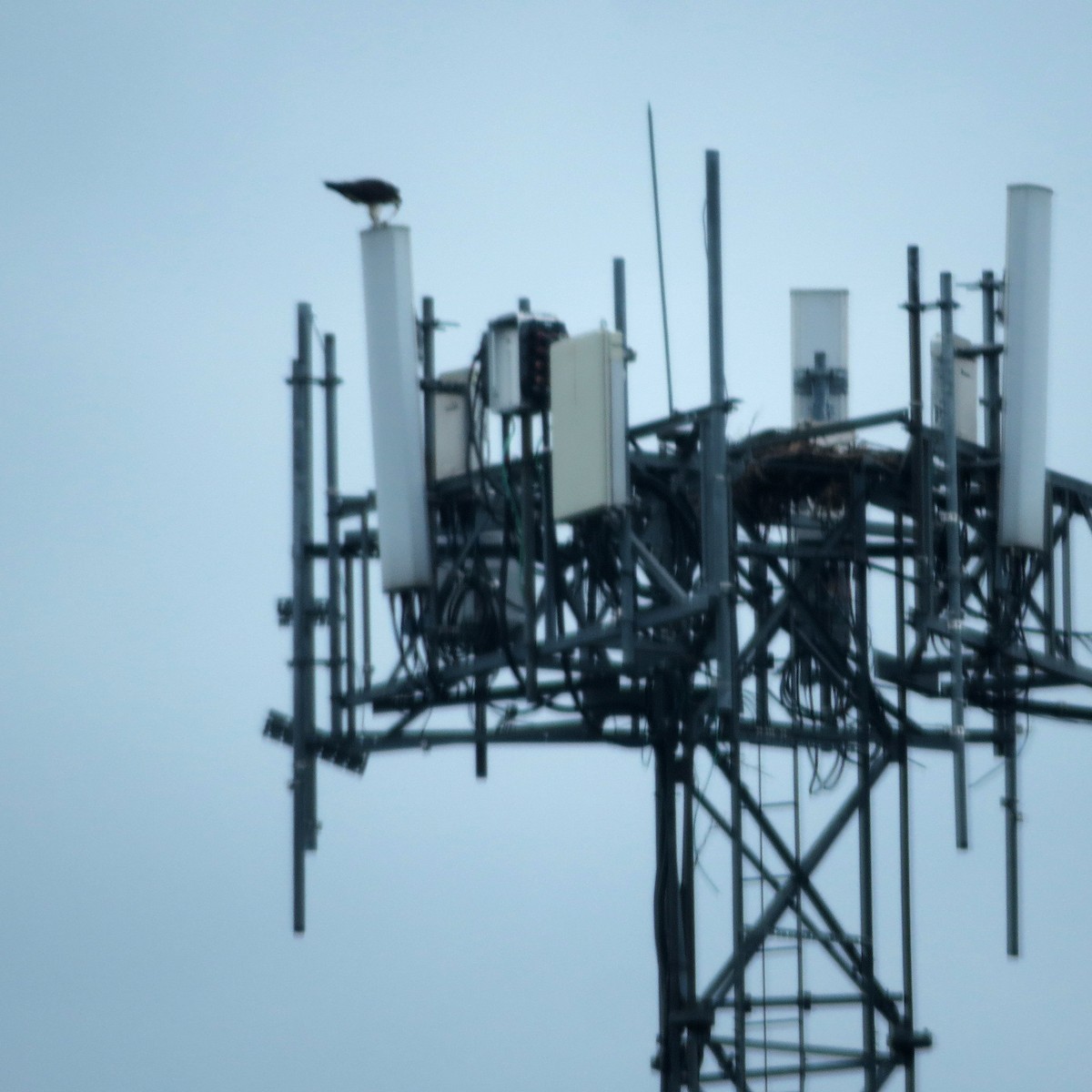 Osprey - ML633551208