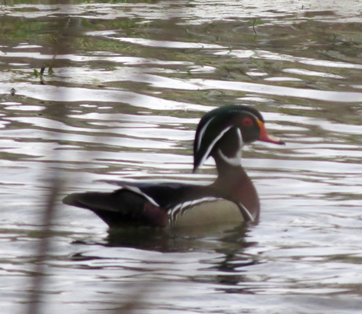 Wood Duck - ML633551241