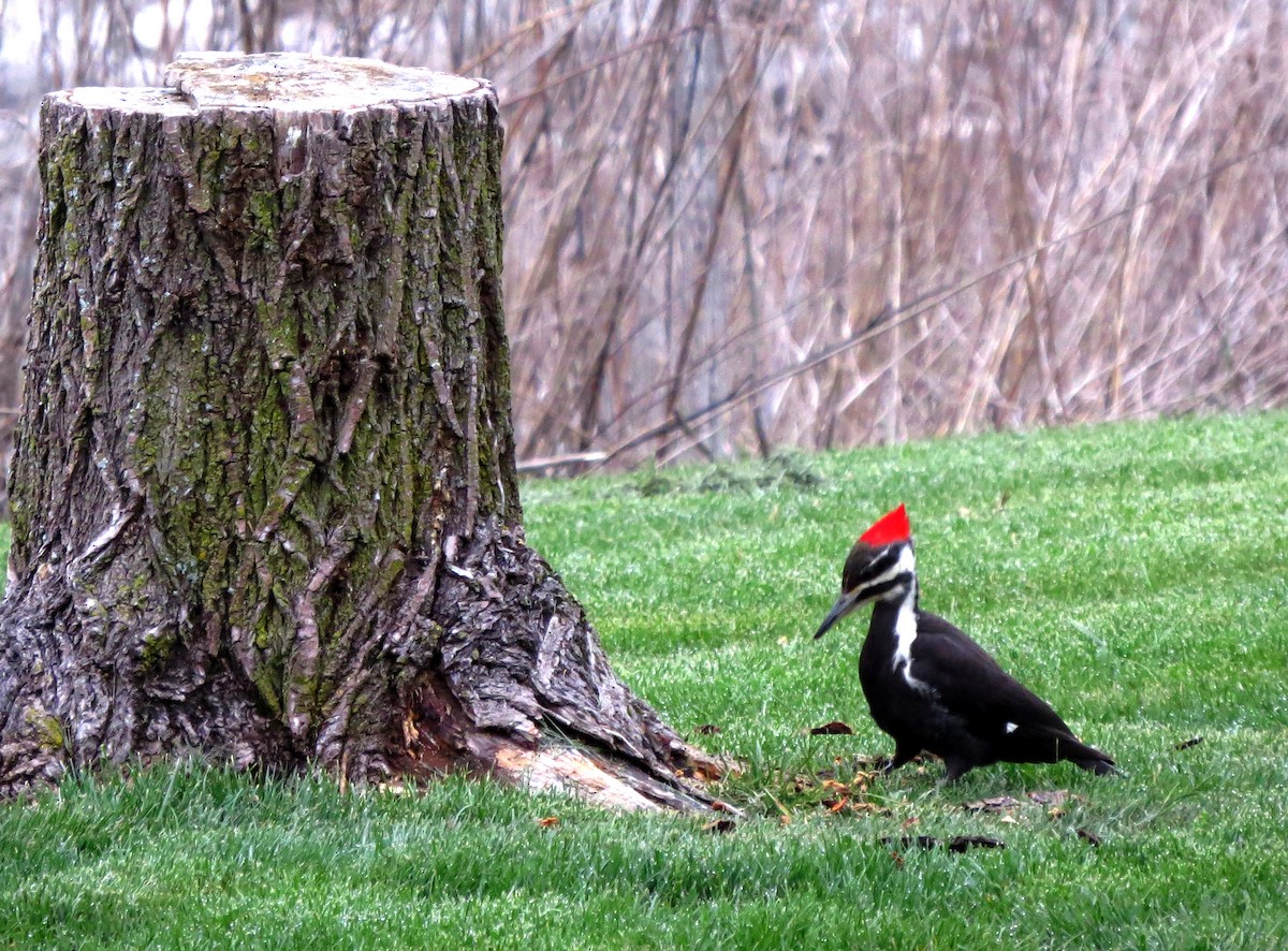 Pileated Woodpecker - ML633551246