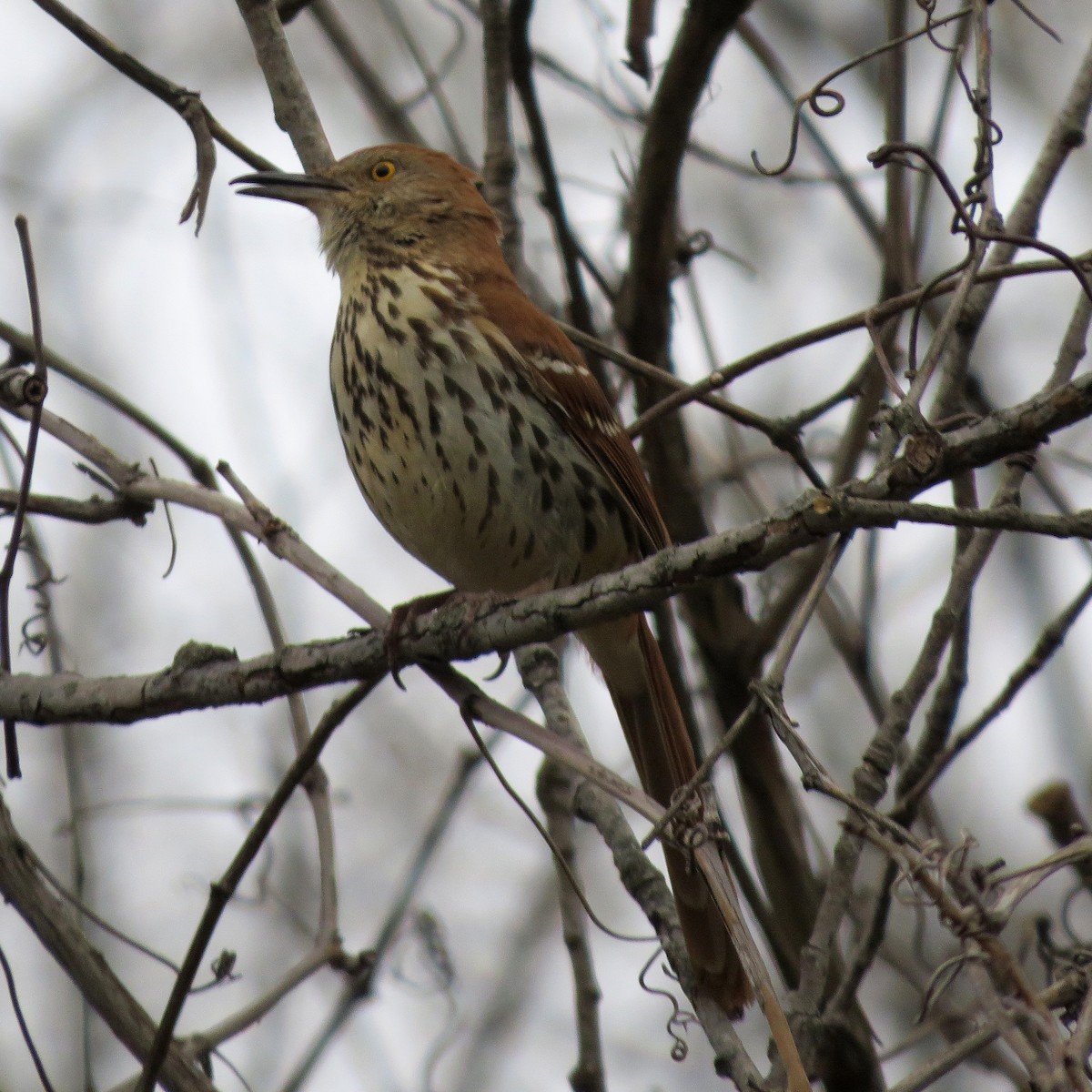 Brown Thrasher - ML633551251