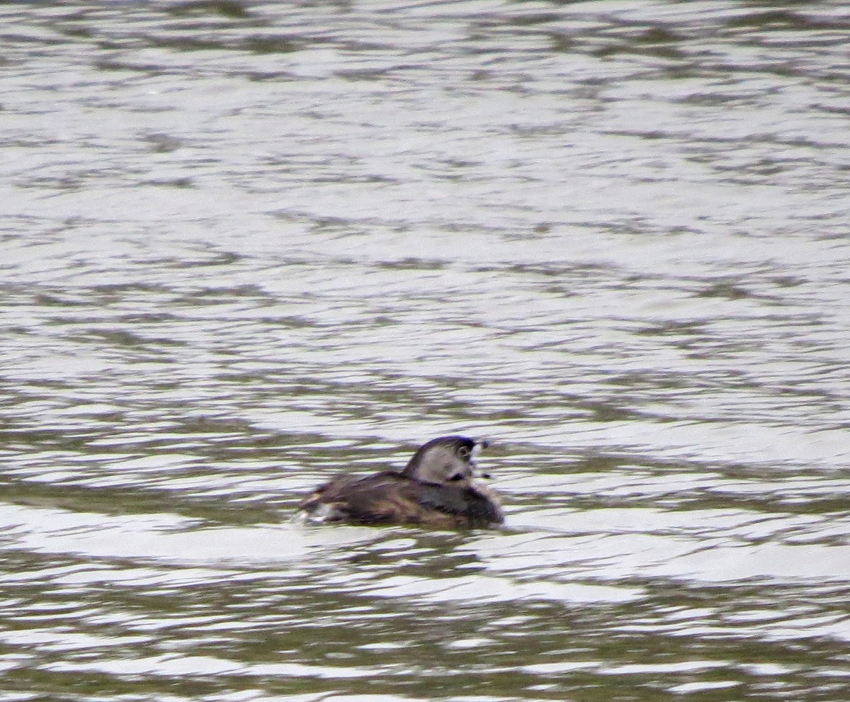 Pied-billed Grebe - ML633551296