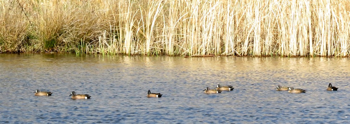 Blue-winged Teal - ML633551313