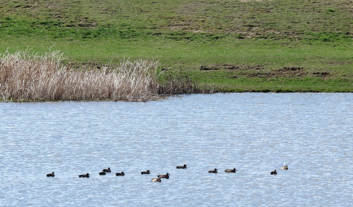 Blue-winged Teal - ML633551314