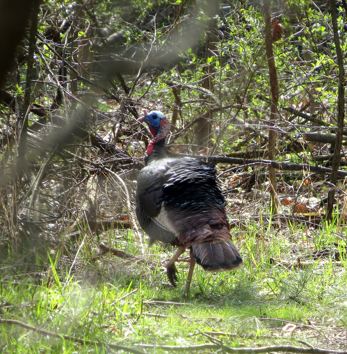 Wild Turkey - ML633551332