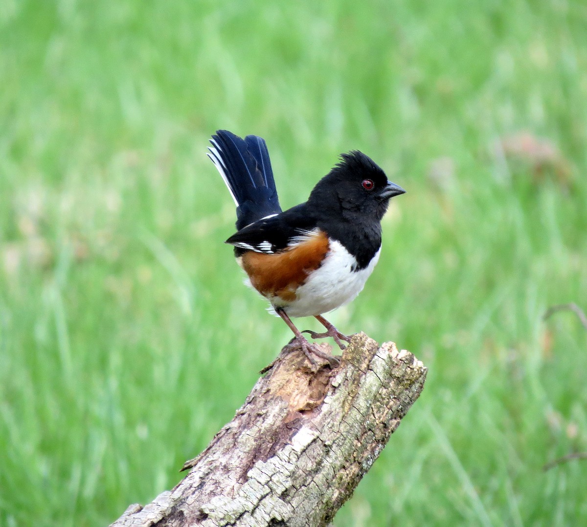 Eastern Towhee - ML633551334