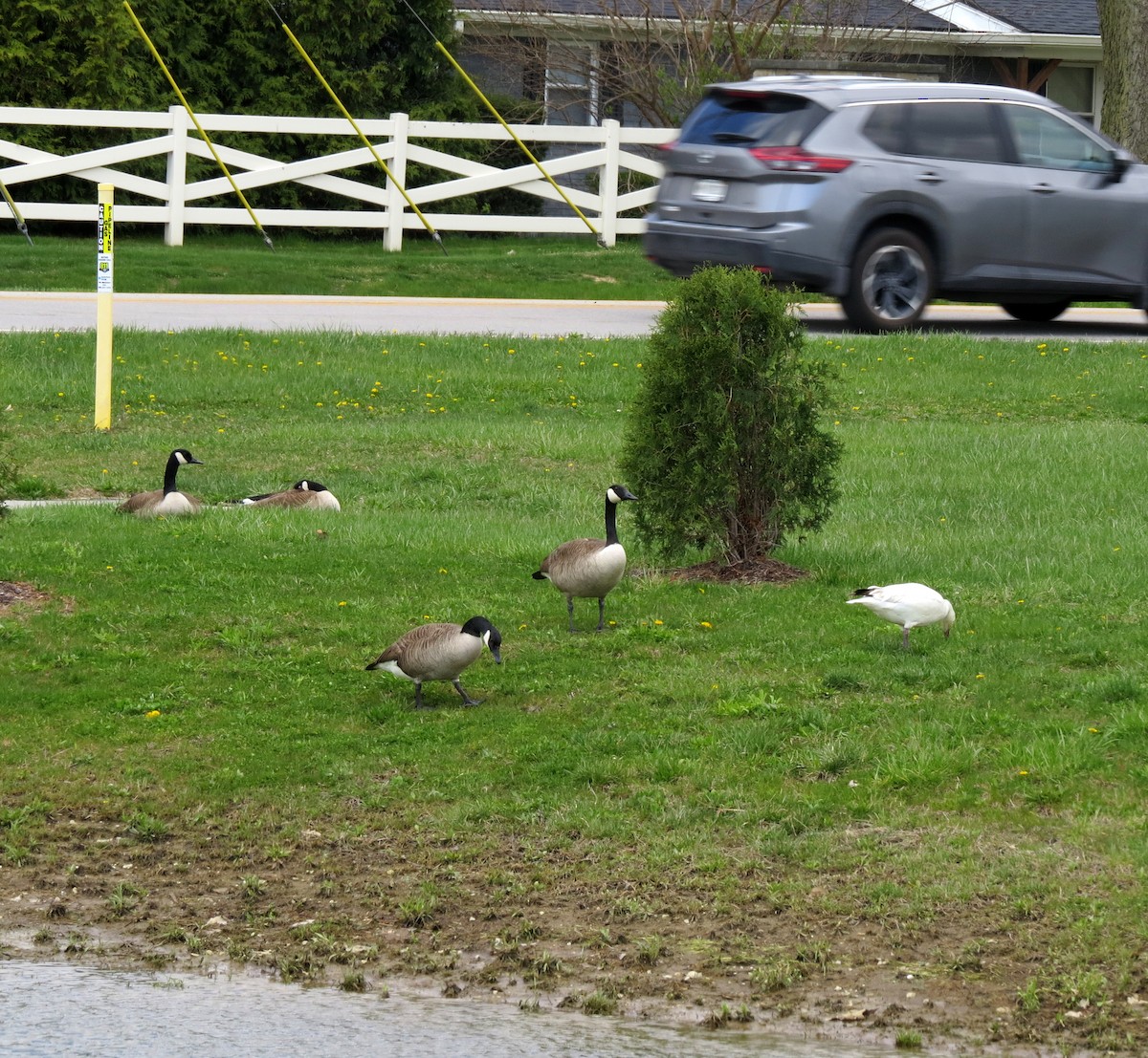 Canada Goose - ML633551353