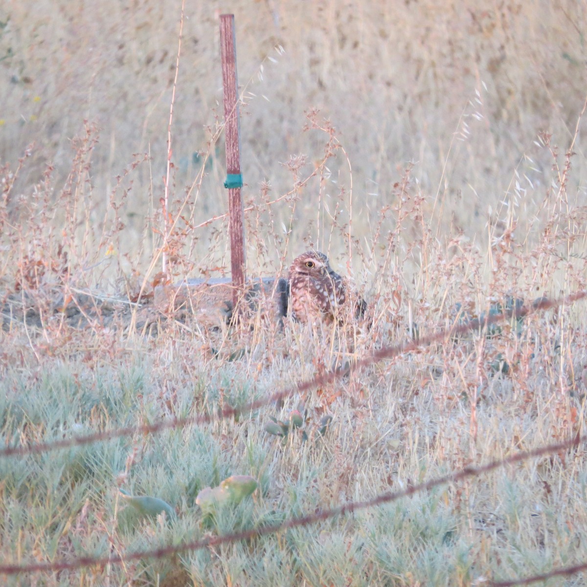 Burrowing Owl - ML633551480