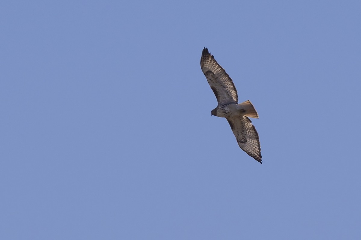 Red-tailed Hawk - ML633551573